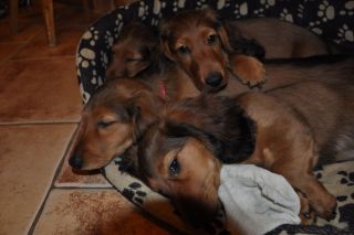 jamnik d�ugow�osy